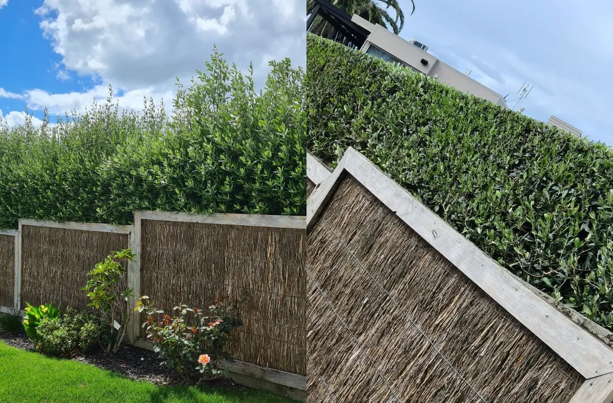Hedge trim before and after